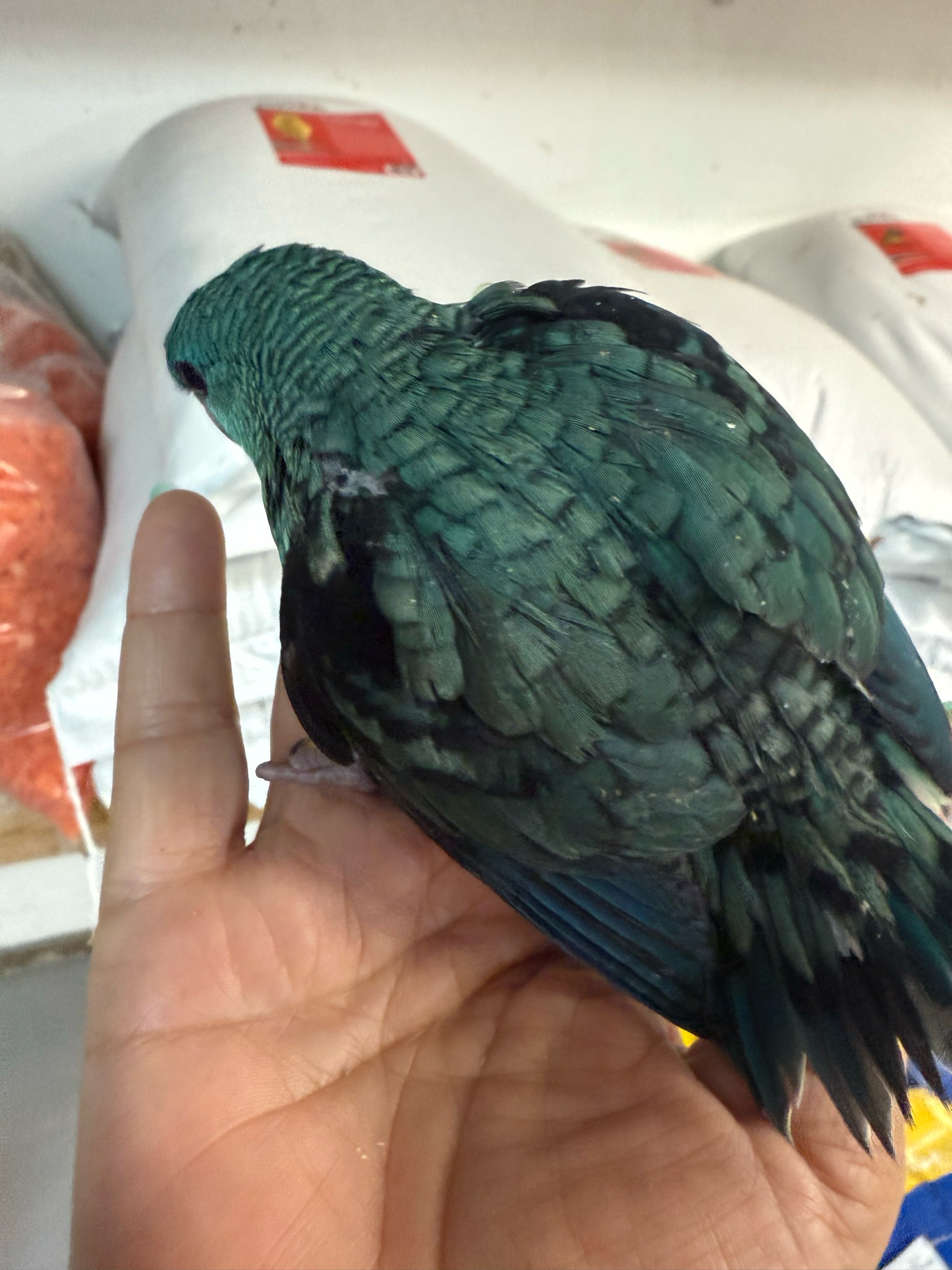 Lineolated (Linnie’s) Parakeet Blue