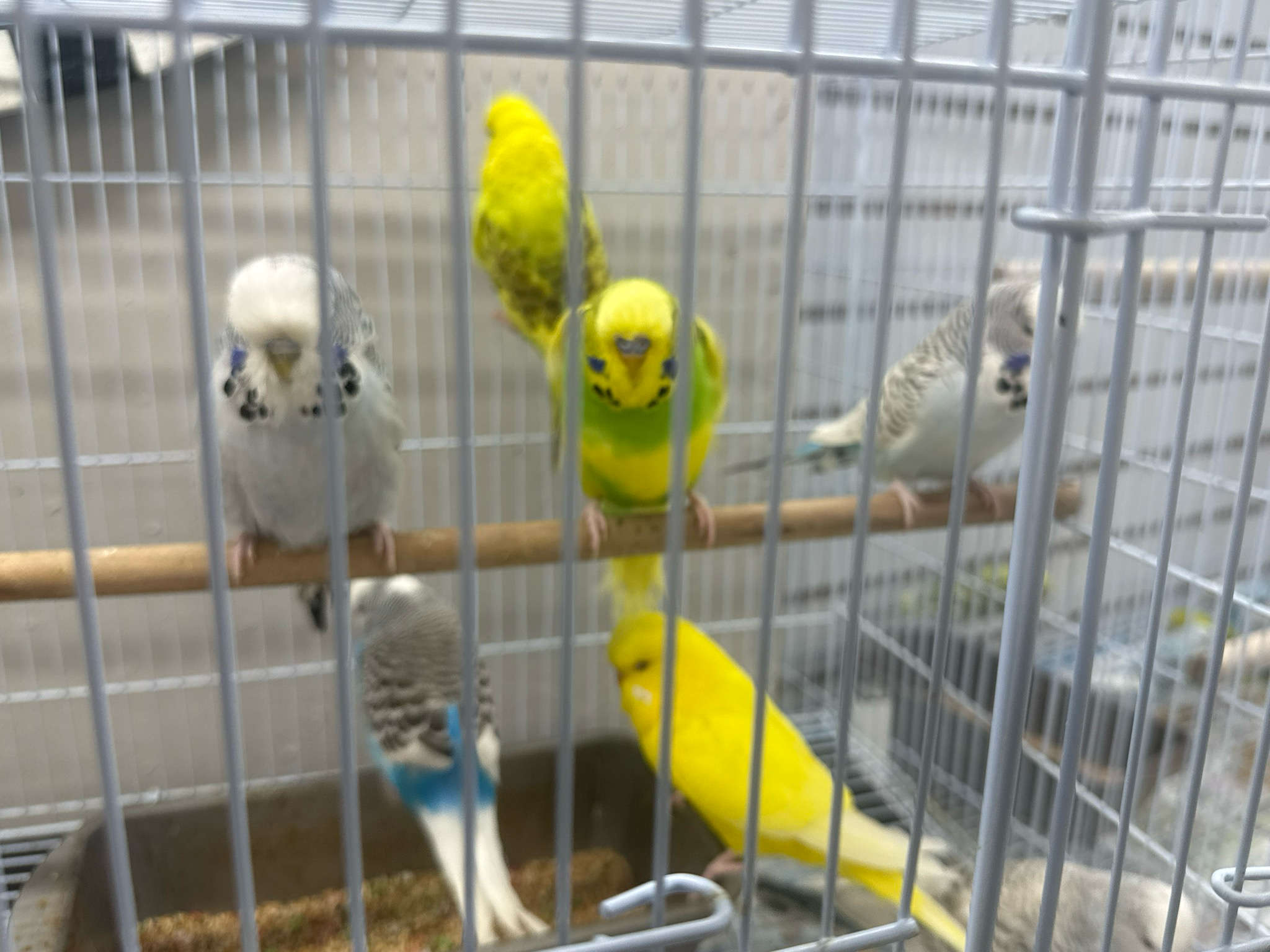 English Budgie