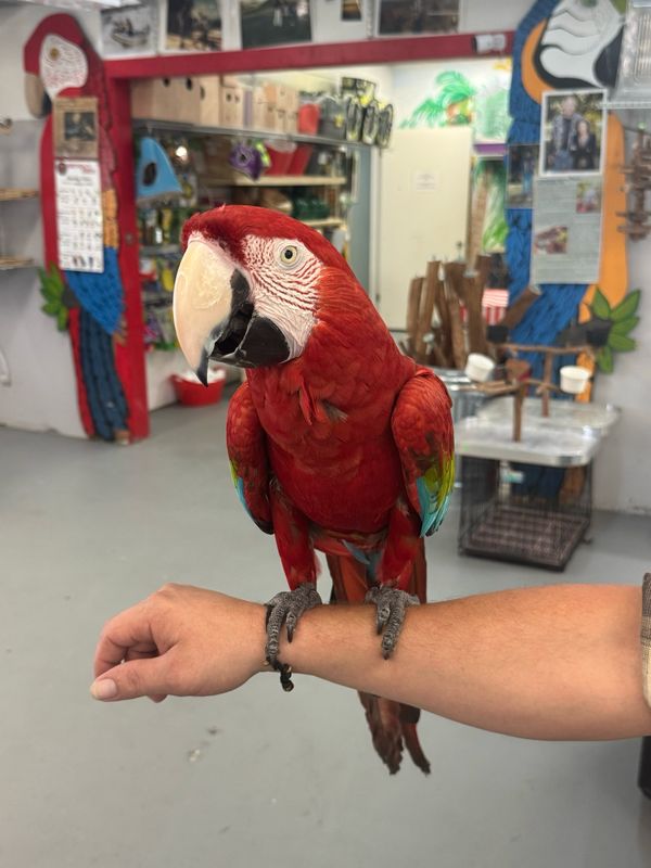 Greenwinged Macaw