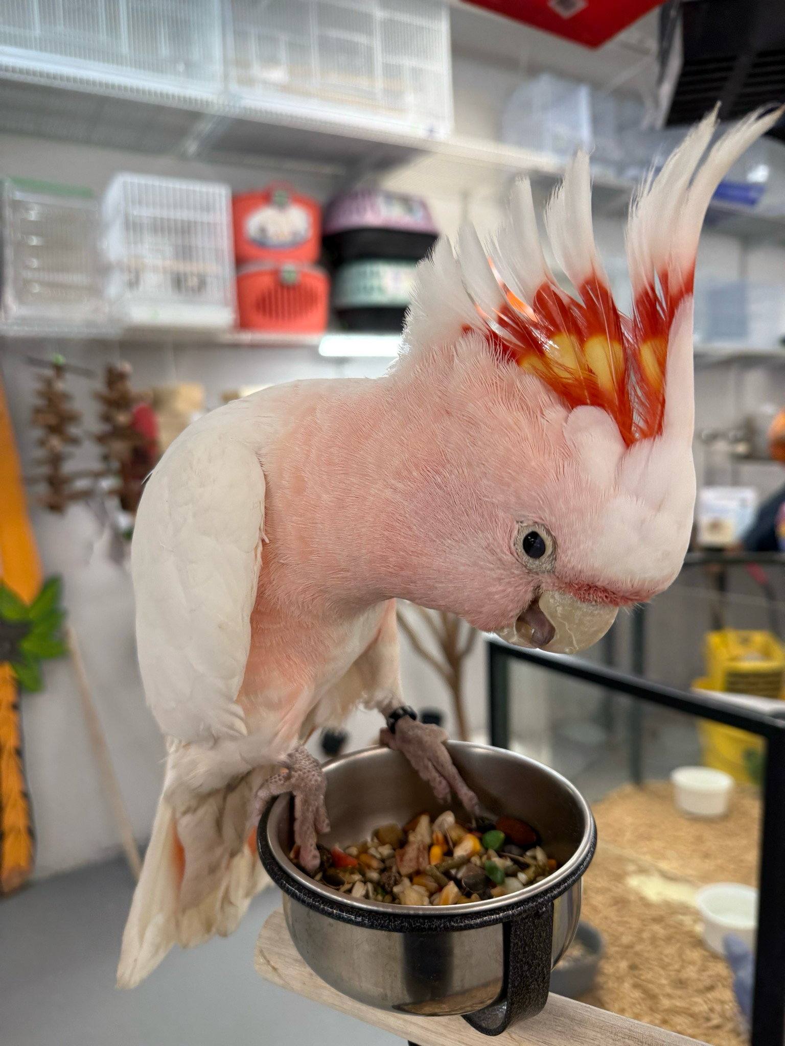 Cockatoo Major Mitchell