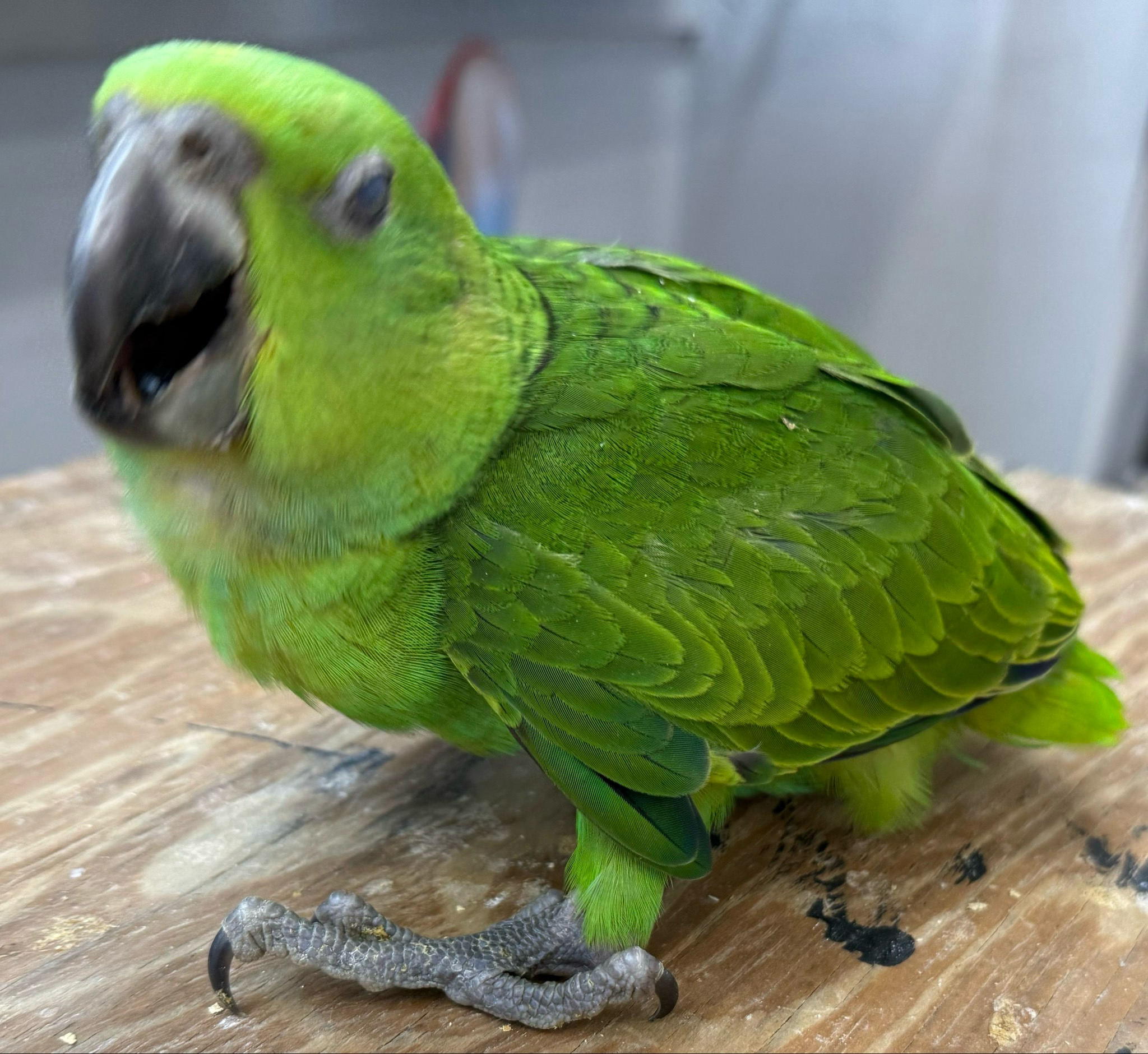 Amazon Yellow Nape Baby