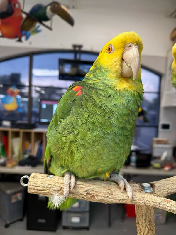 Amazon Double Head