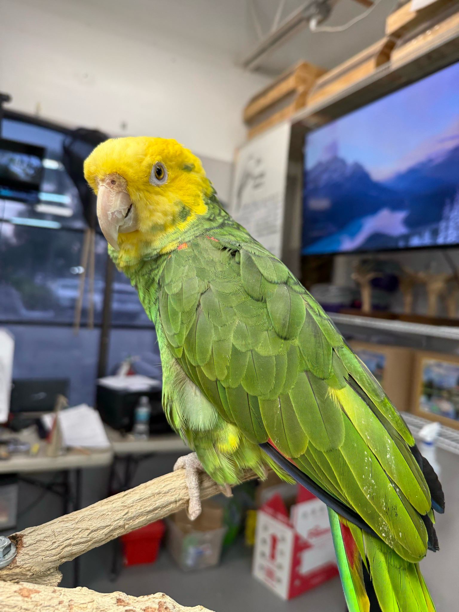 Amazon Double Head