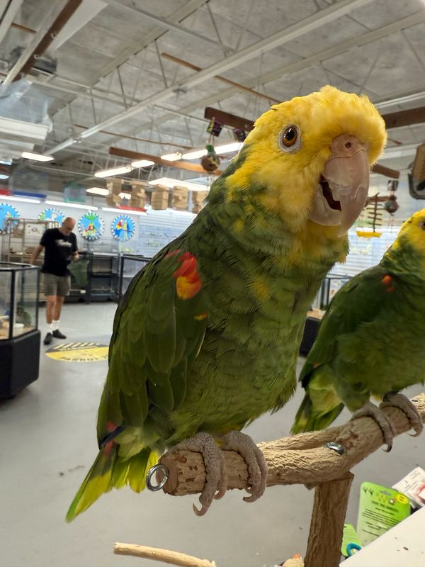 Amazon Double Head