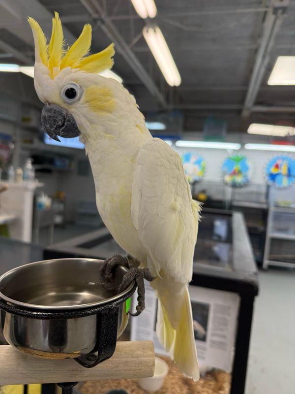 Cockatoo Lesser Sulfur Crested