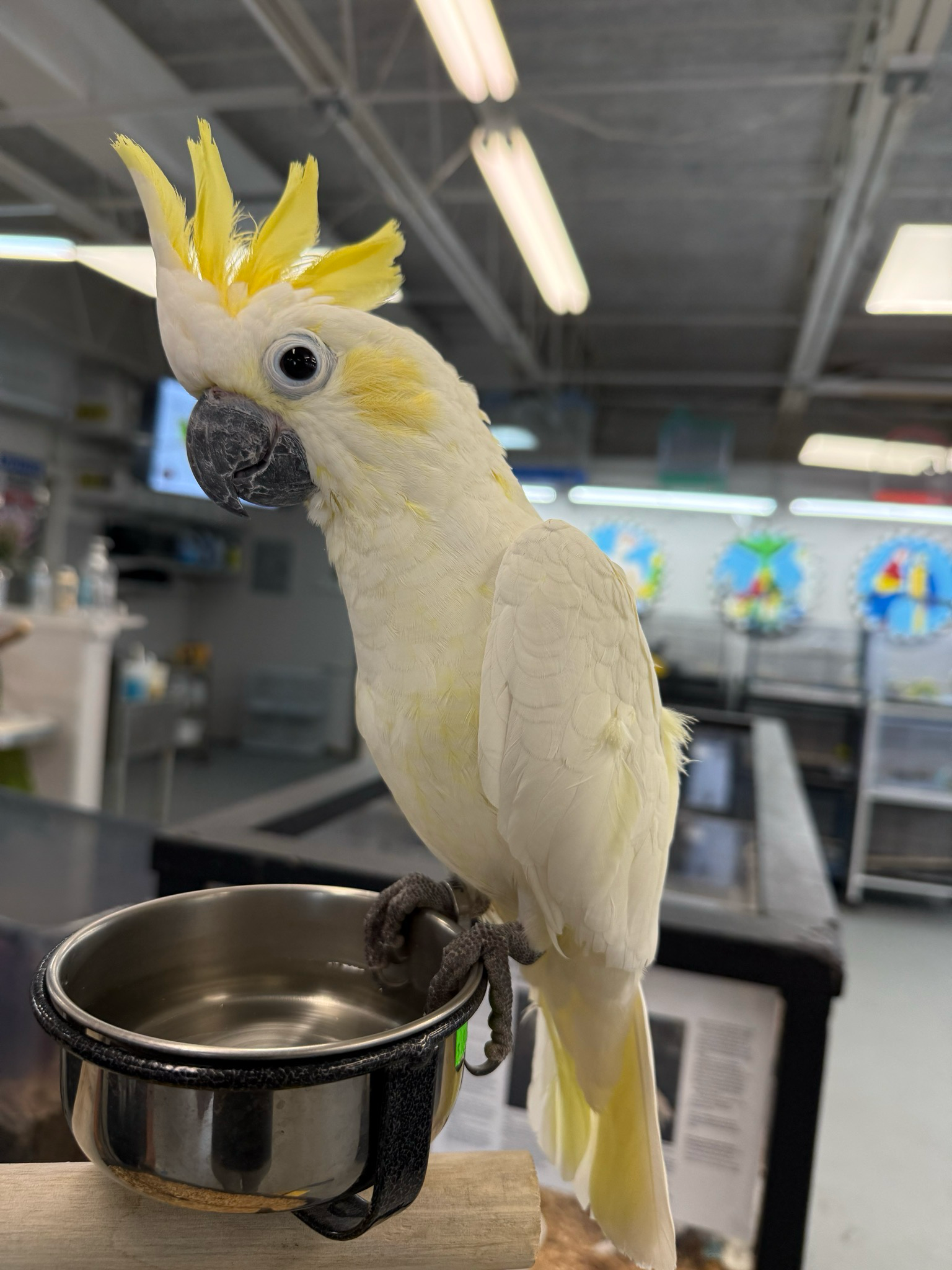 Cockatoo Lesser Sulfur Crested