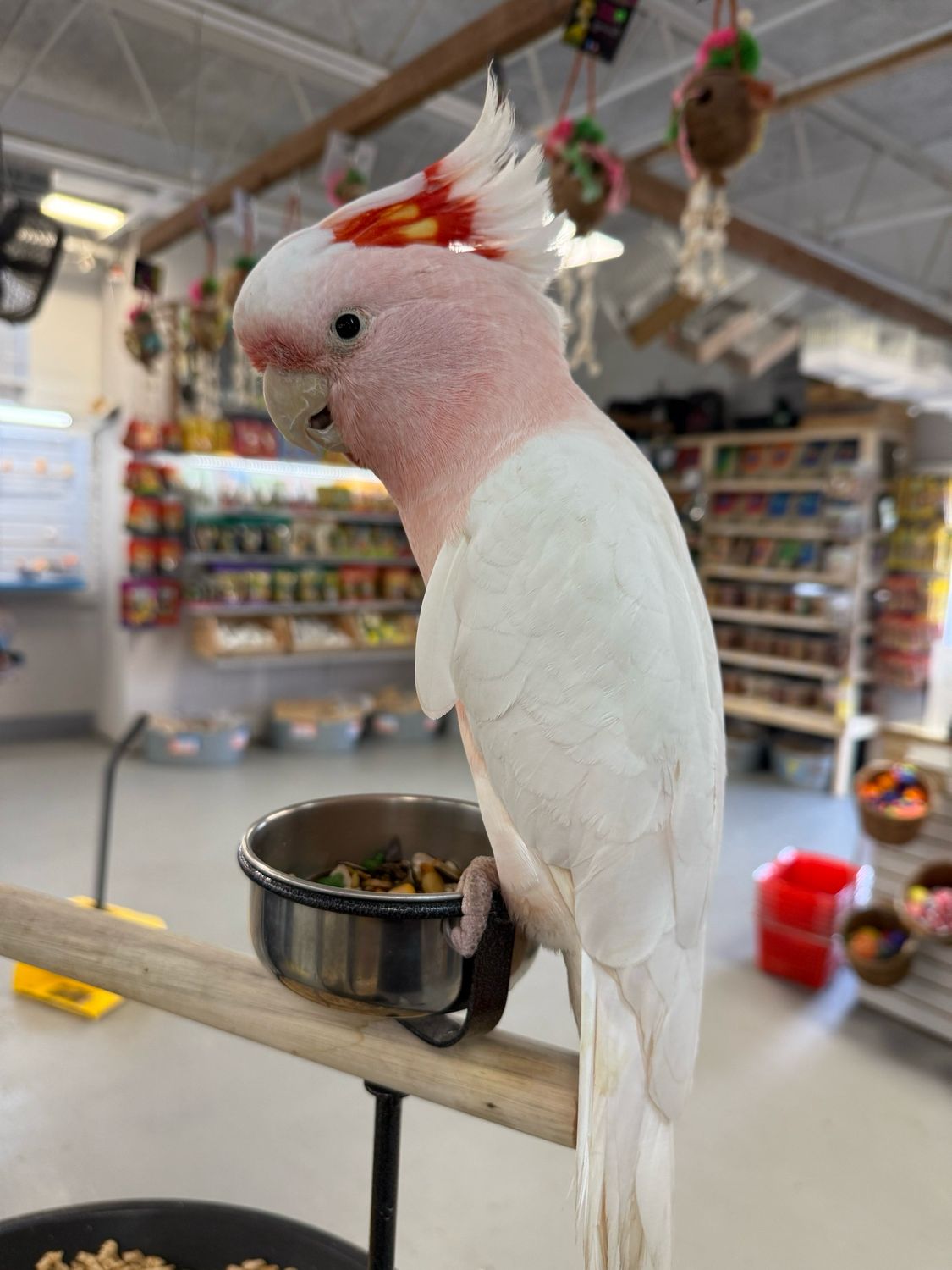 Cockatoo Major Mitchell