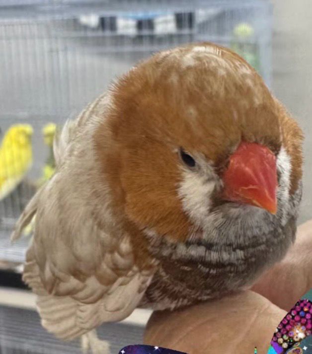 Zebra Finch Orange Mutations