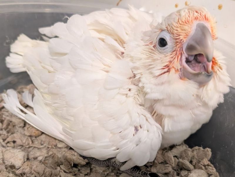 Cockatoo Goffin