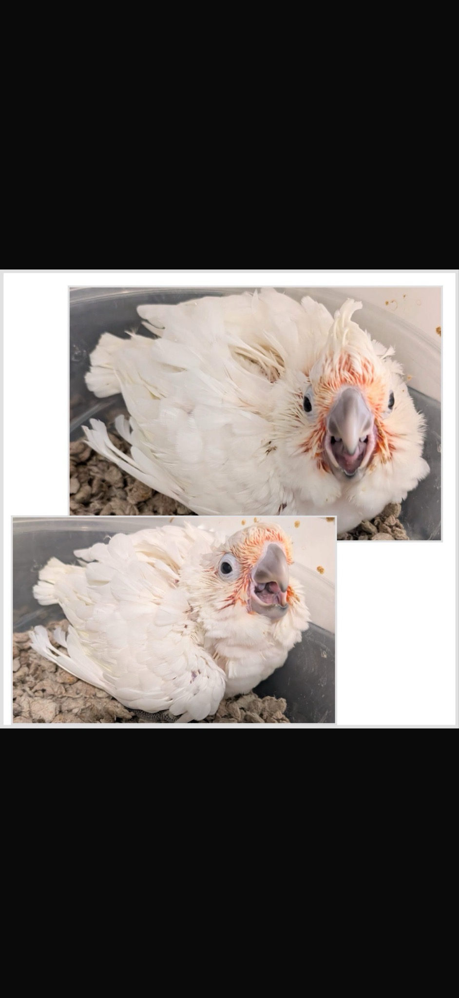 Cockatoo Goffin