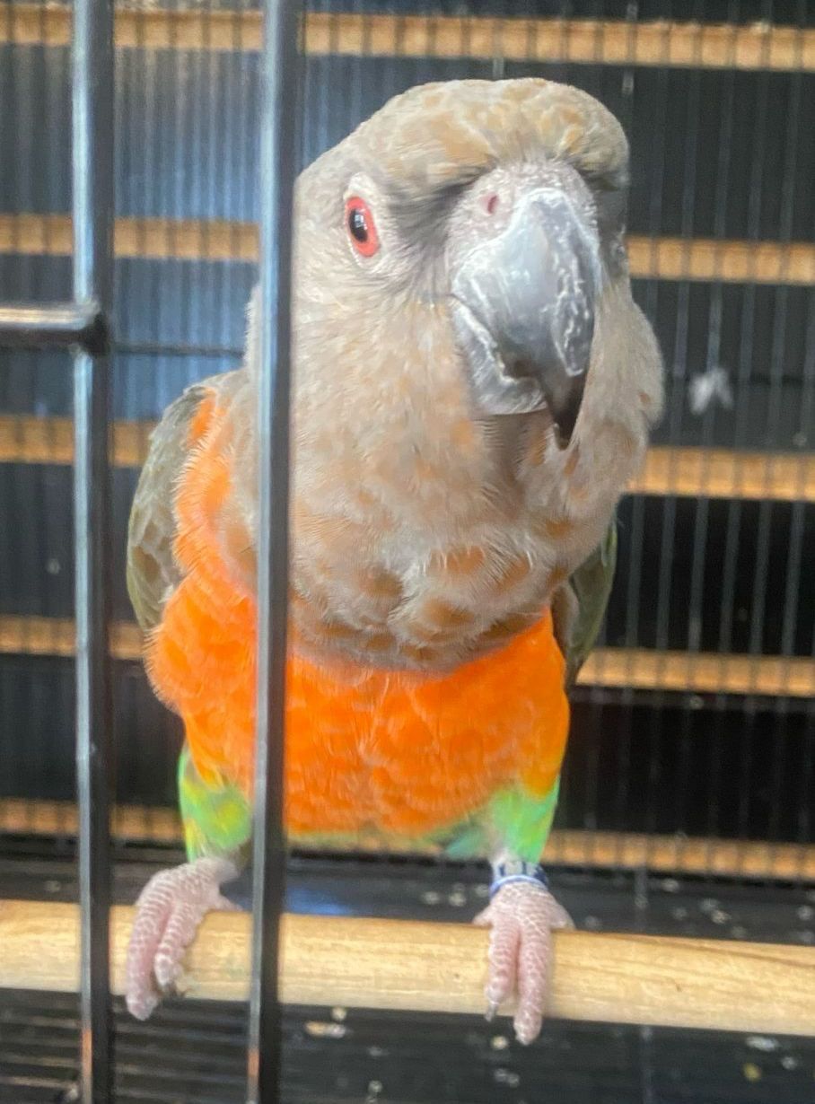 Red Bellied Parrot