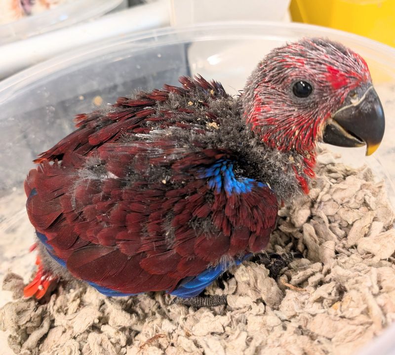 Eclectus Solomon Island