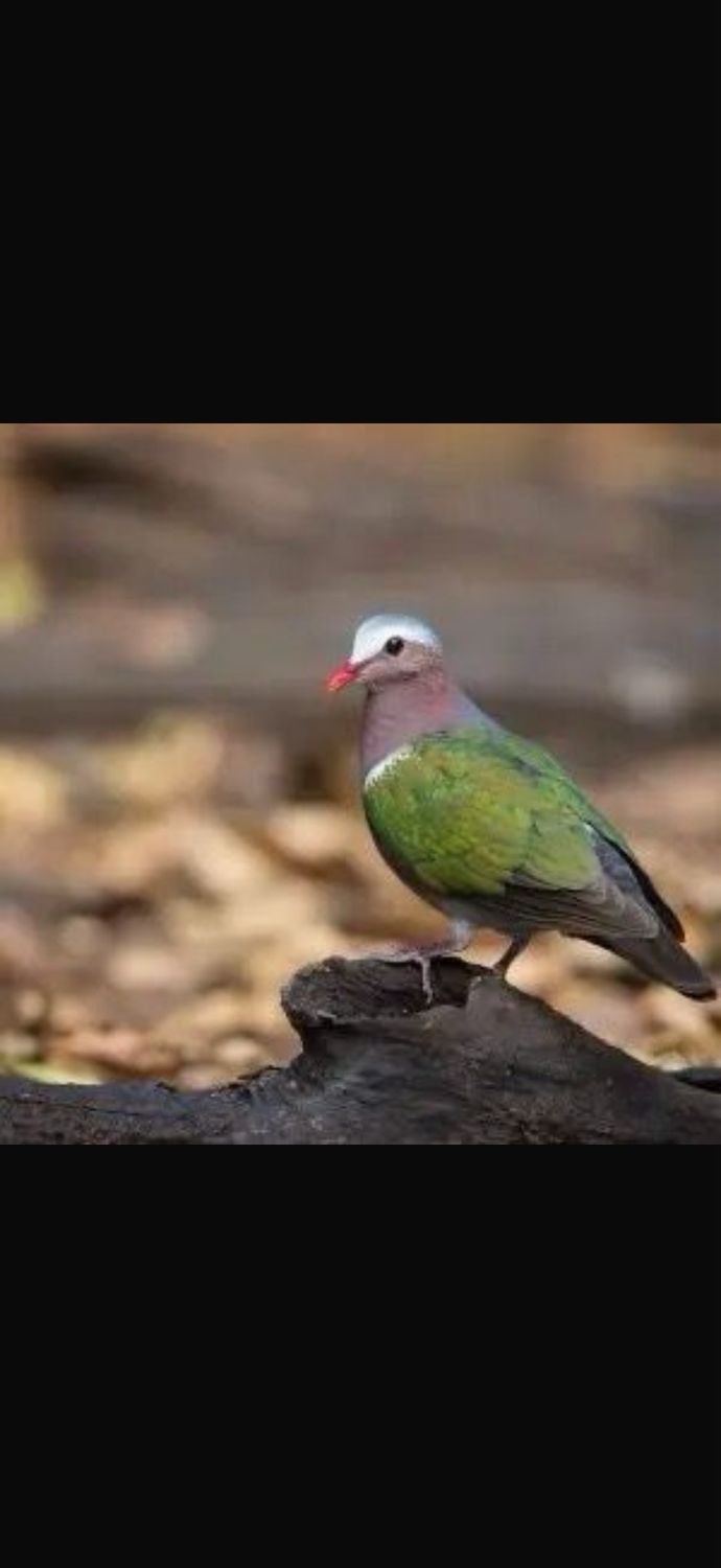 Greenwing Doves