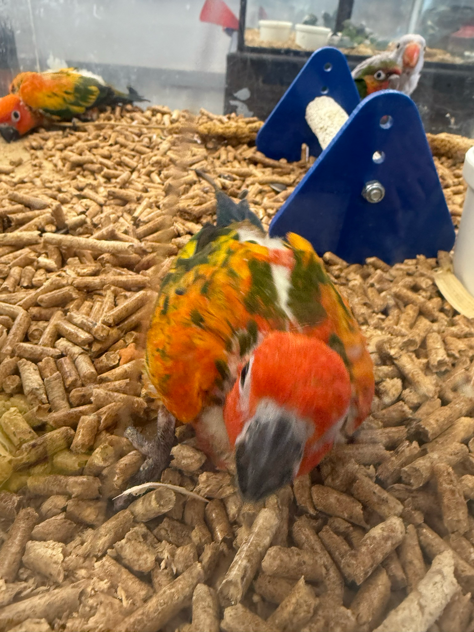 Sun Conure High Red