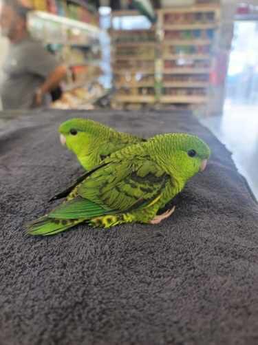Lineolated Parakeets Green