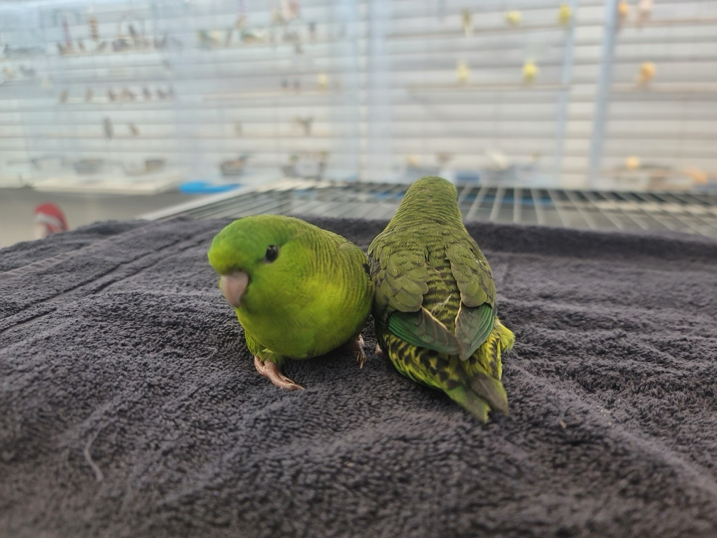 Lineolated Parakeets Green