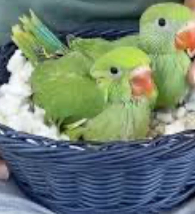 Indian Ring Neck Green