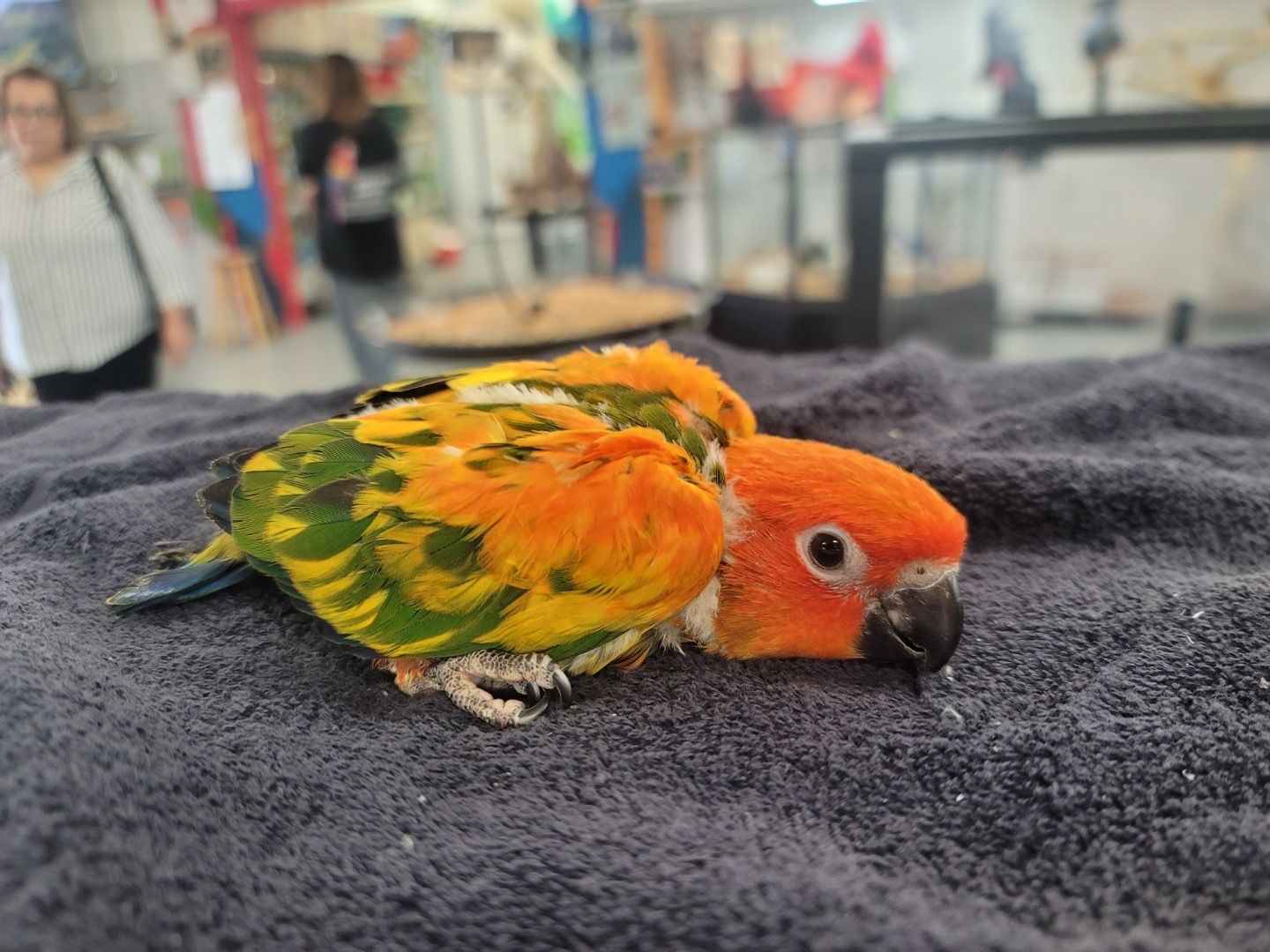 Sun Conure High Red