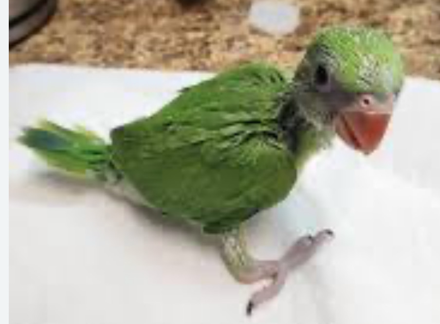 Indian Ring Neck Green