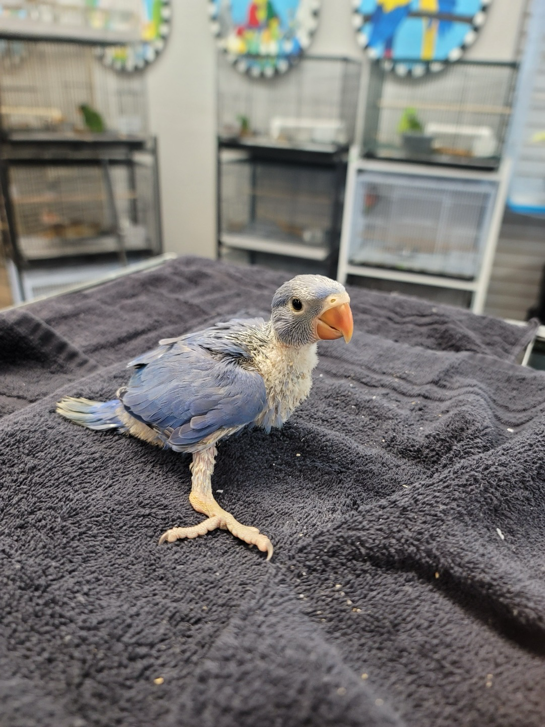 Indian Ring neck Violet