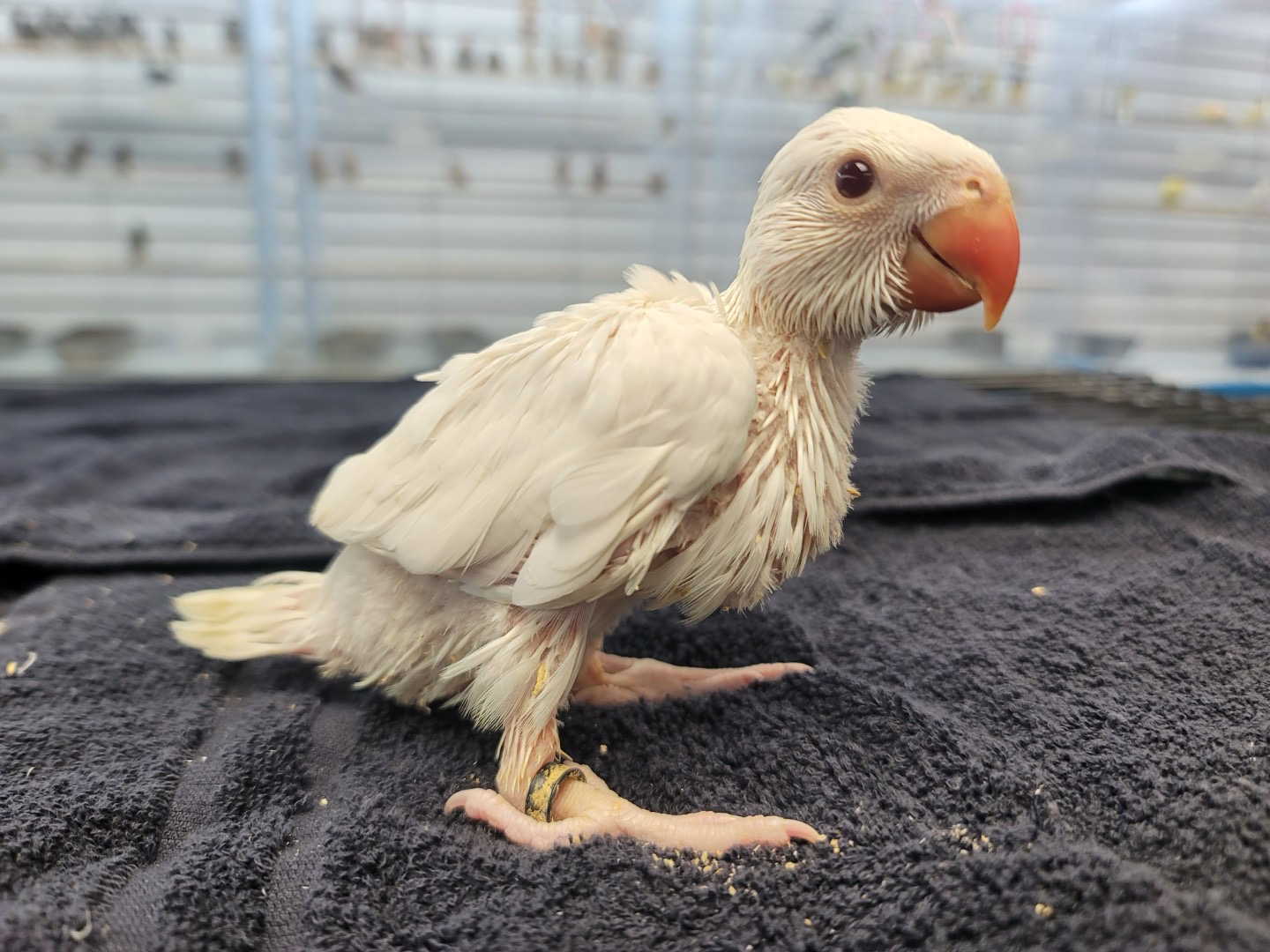 Indian Ring NecK White