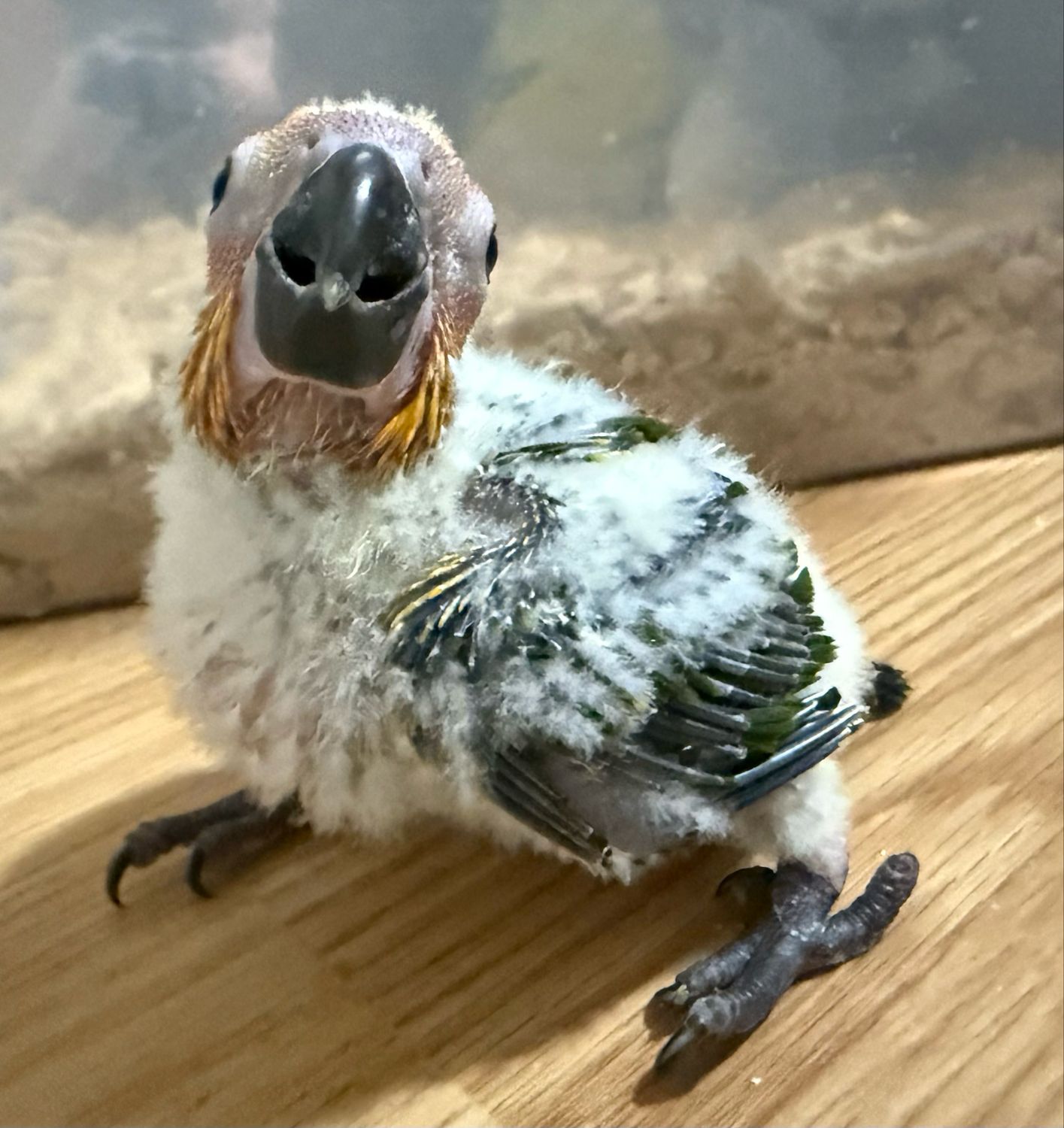 Sun conure
