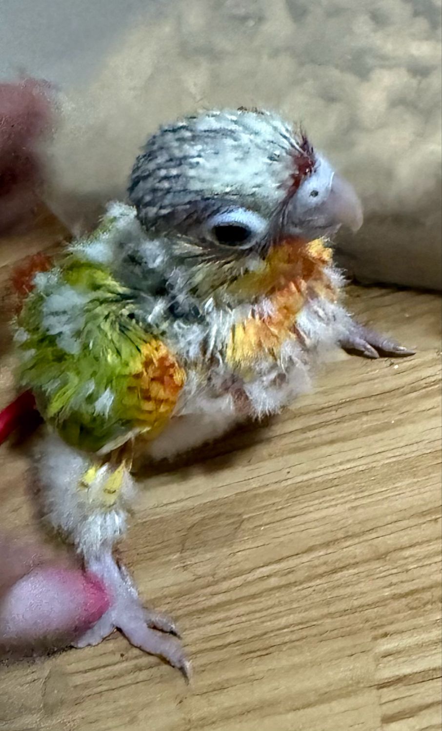 Green Cheek Conure