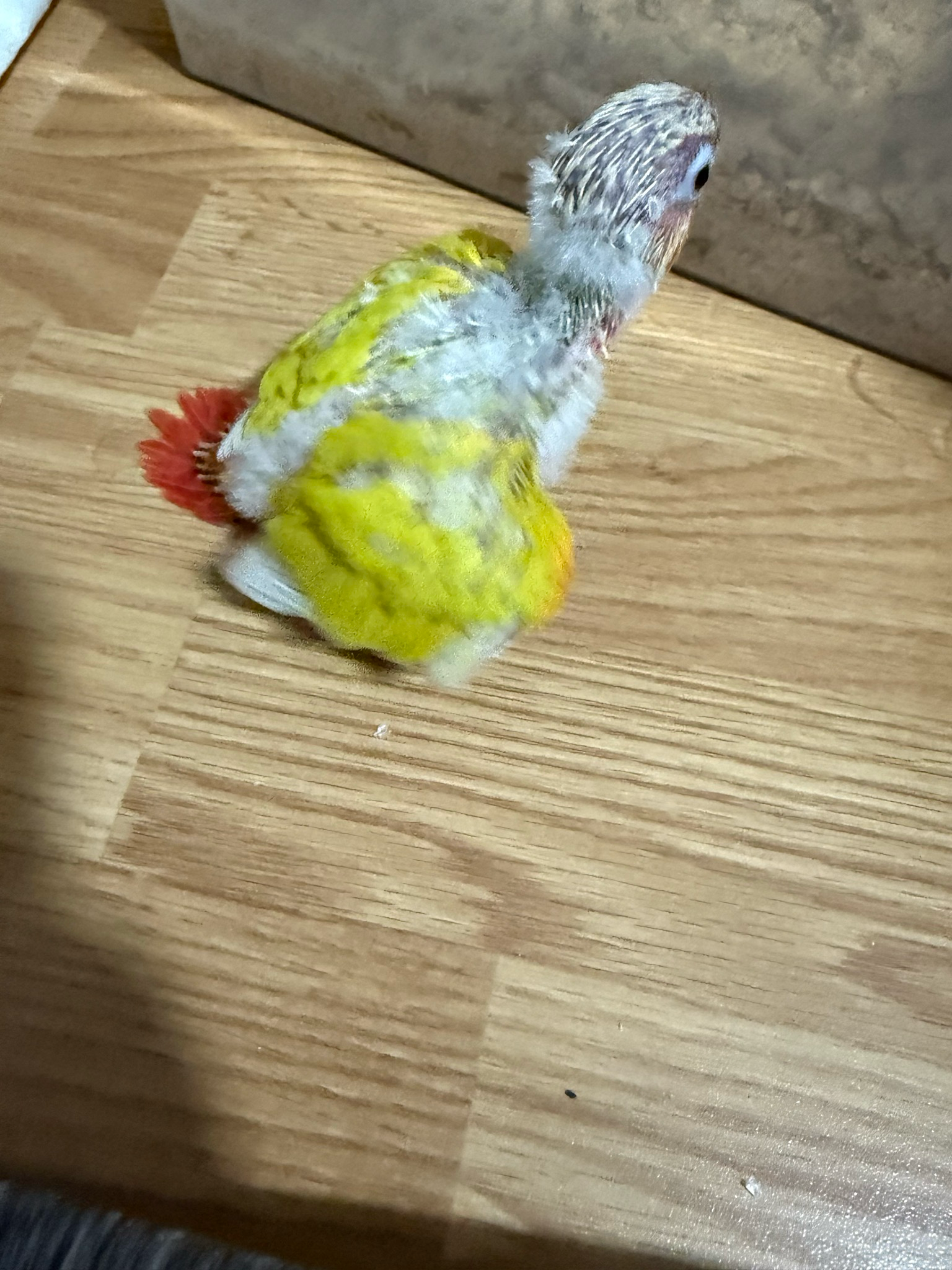 Conure Sun Cheek