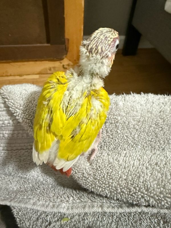 Conure Sun Cheek