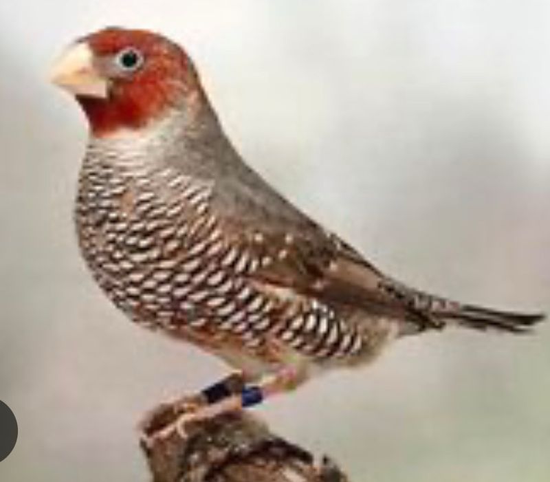 Cherry Head Finch