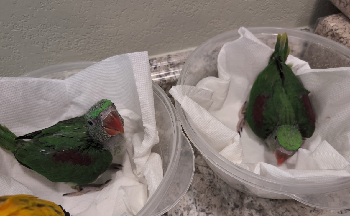 Alexandrine Parrot