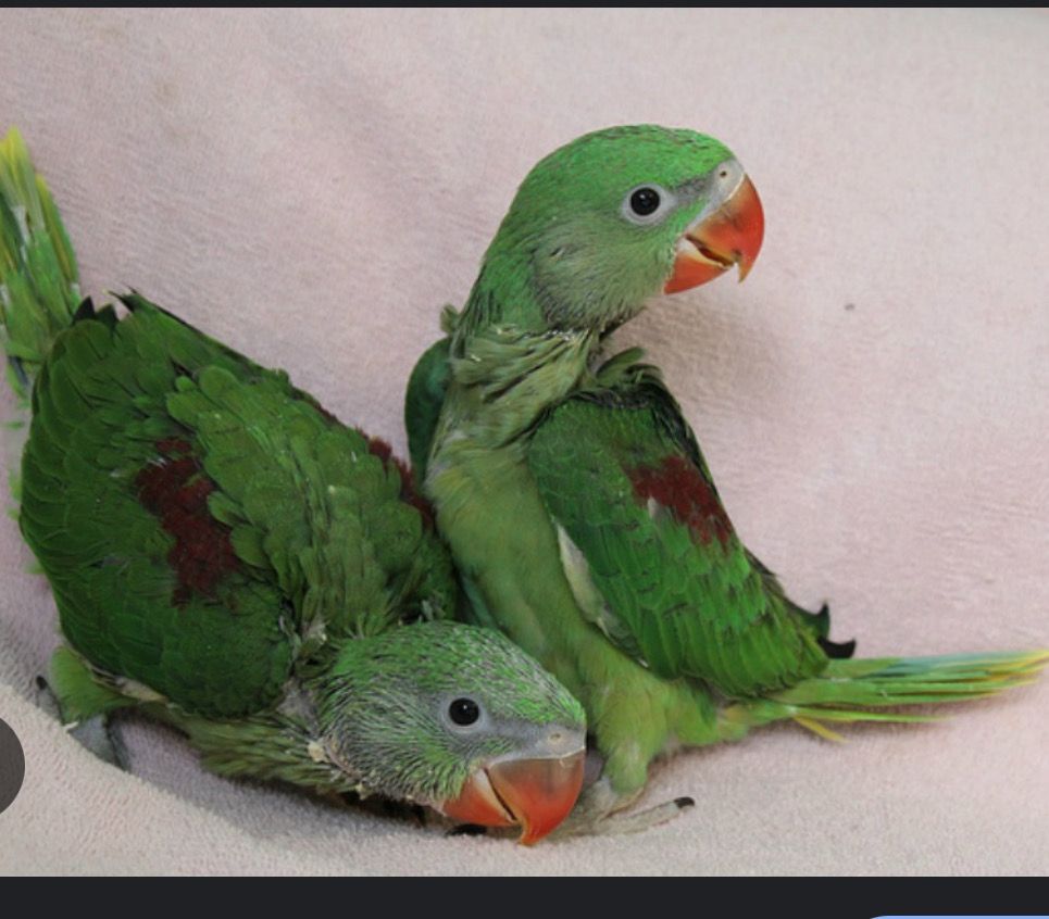 Alexandrine Parrot