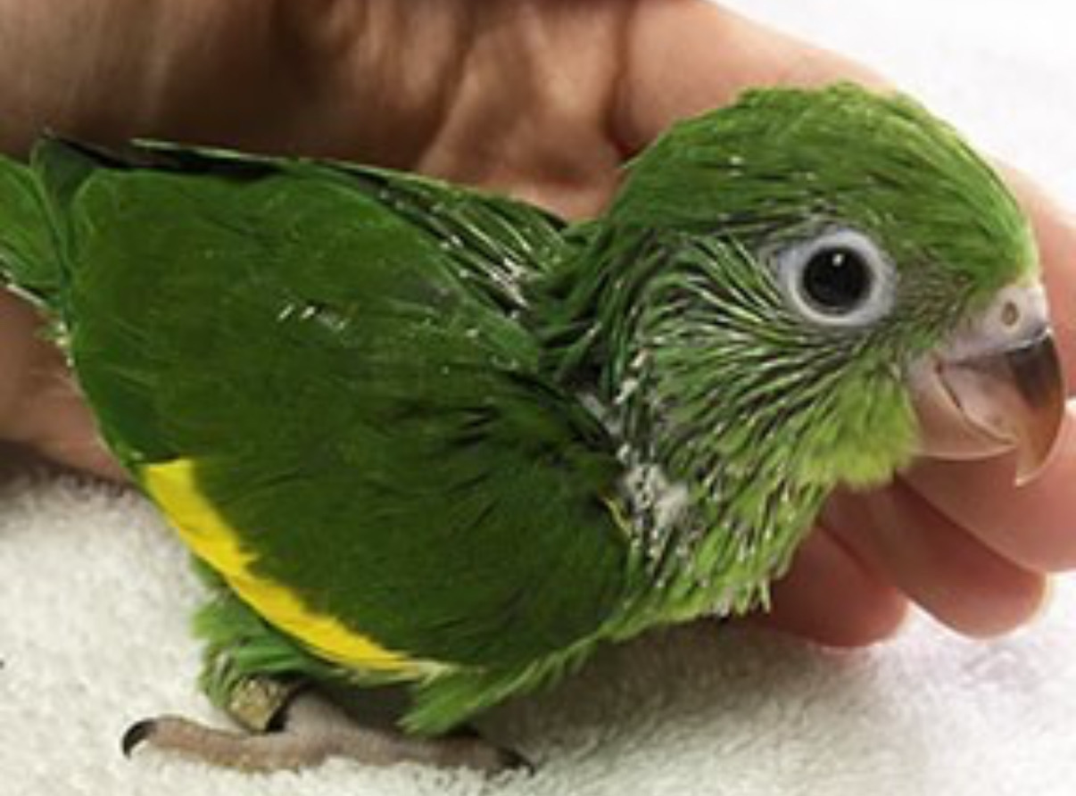 Canary Wing Parakeet