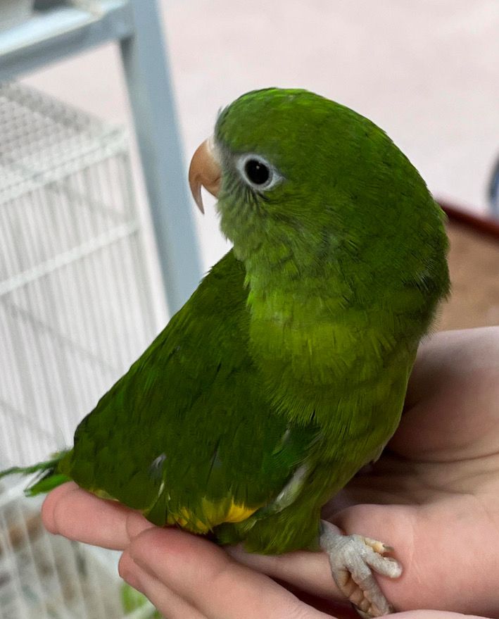 Canary Wing Parakeet