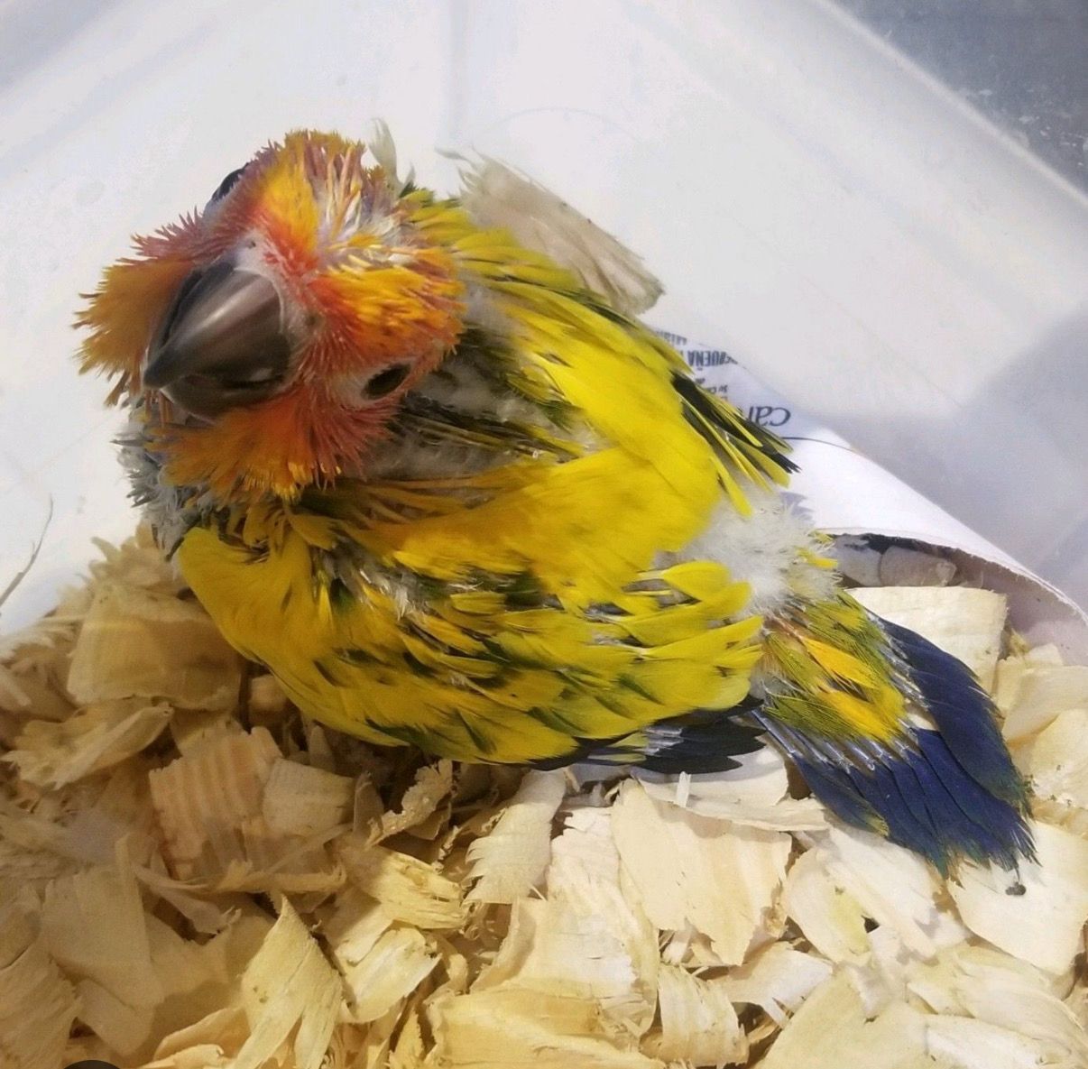 Sun Conure High Yellow