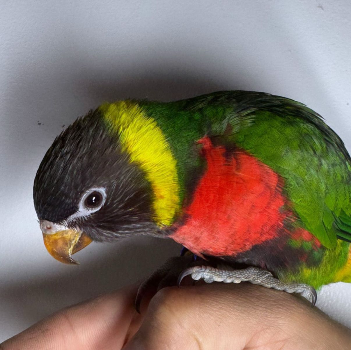 Lorikeet Sunset