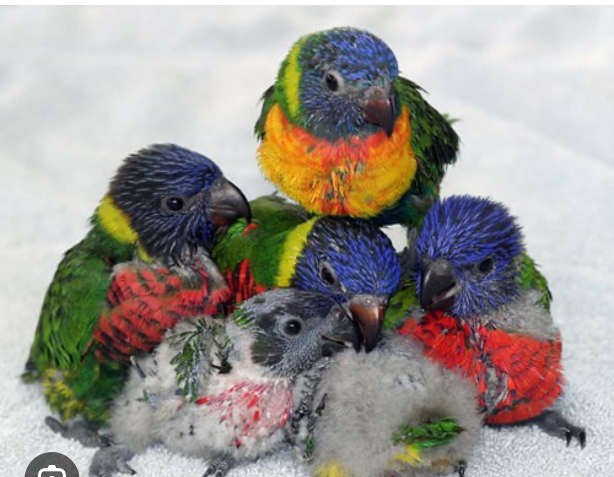 Lorikeet Sunset