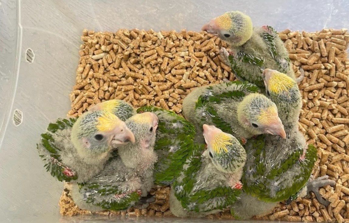 Amazon Double Yellow Head