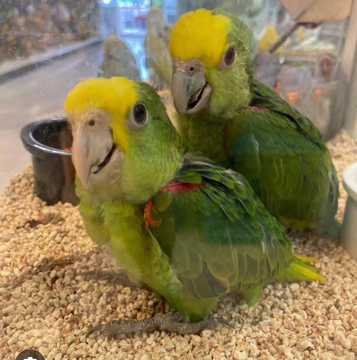 Amazon Double Yellow Head