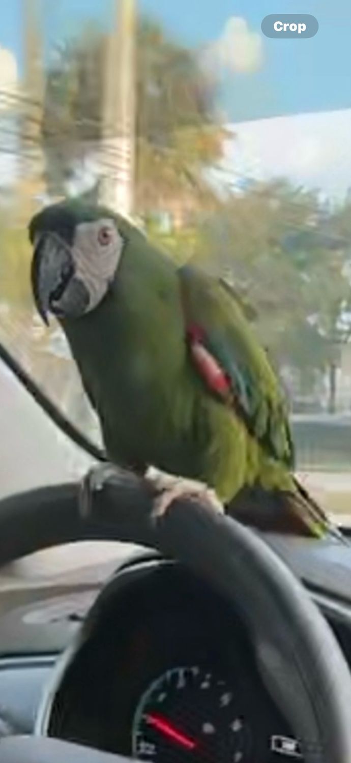 Macaw Severe
