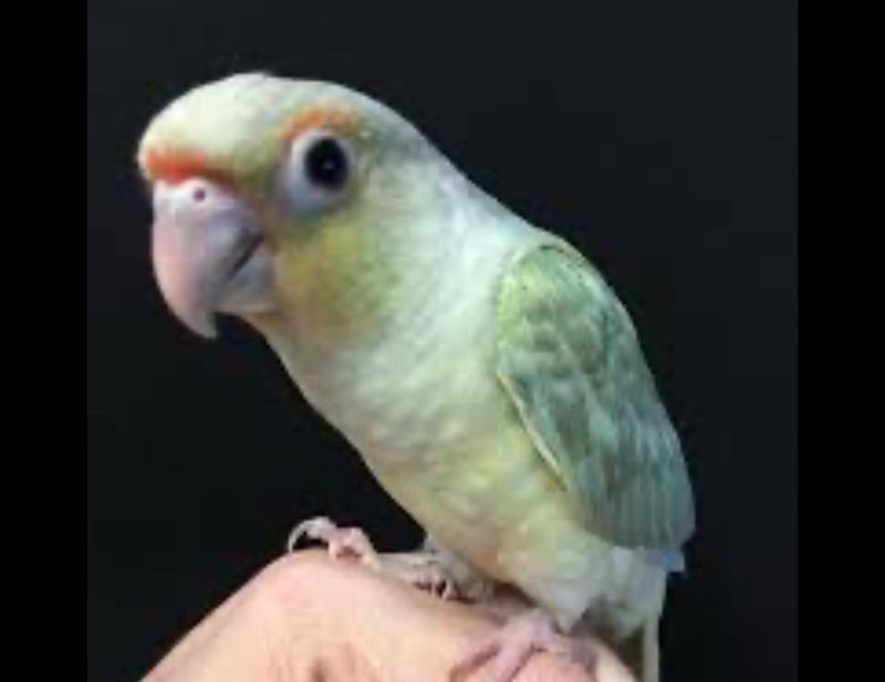 Green Cheek Opamint Conure
