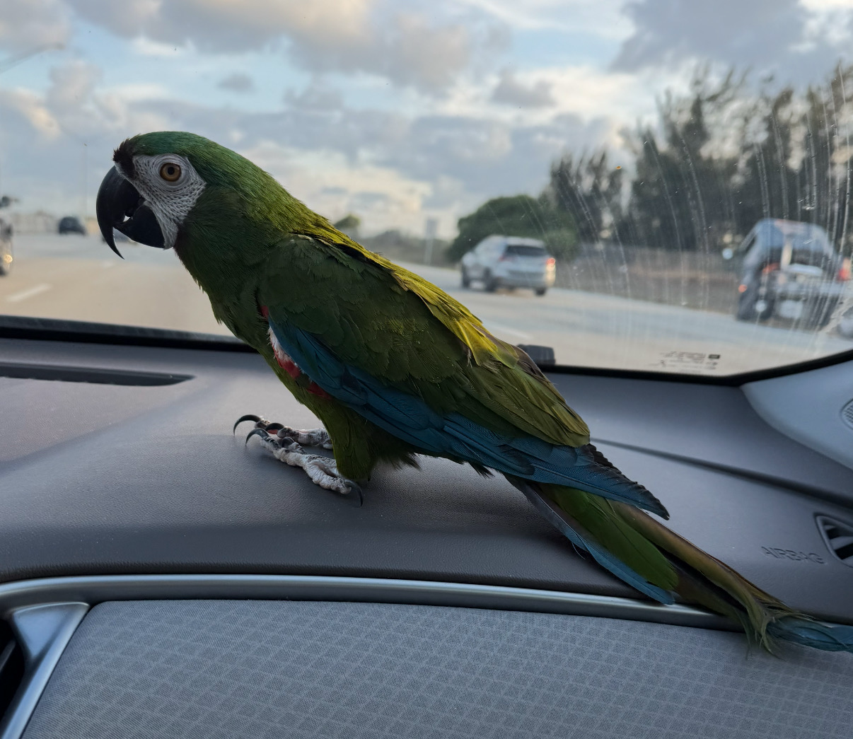 Macaw Severe