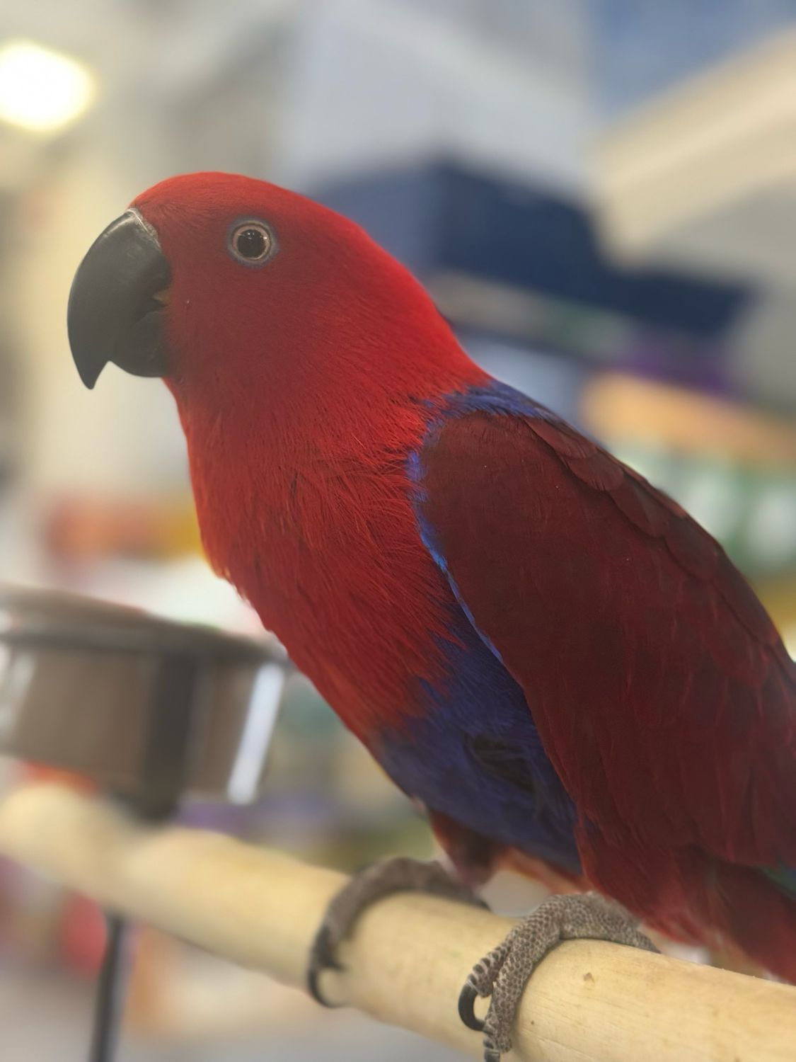 Eclectus
