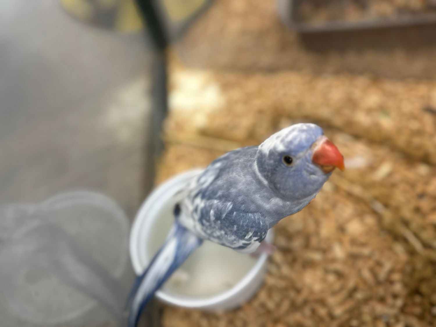 Indian Ringnecks Hillerman Pied Blue