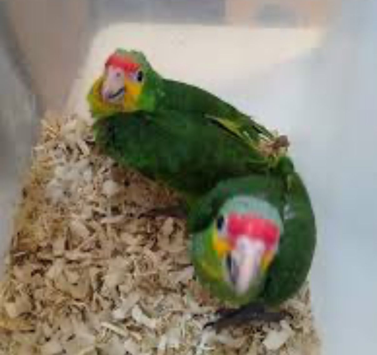 Amazon Red Lored