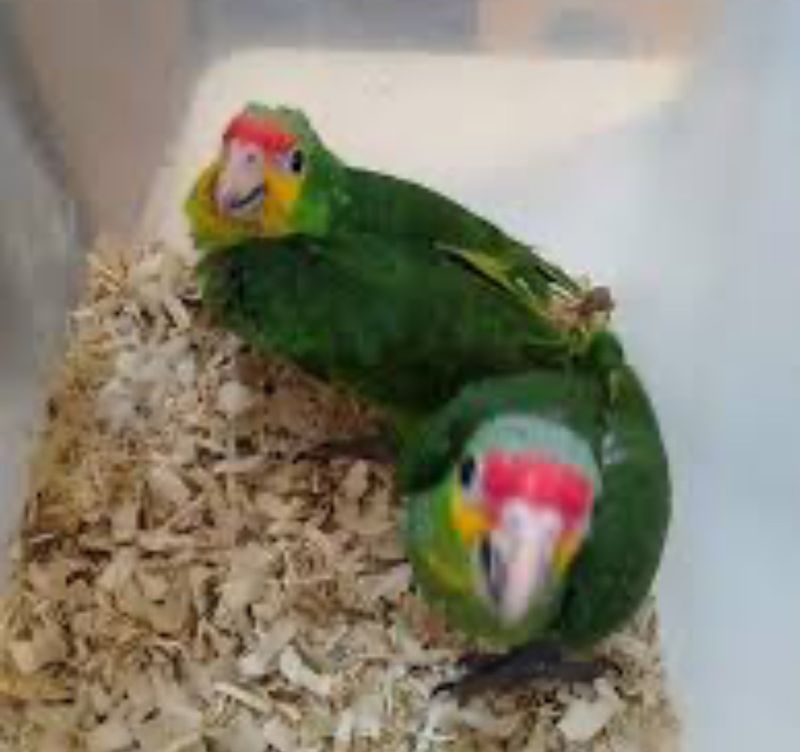 Amazon Red Lored