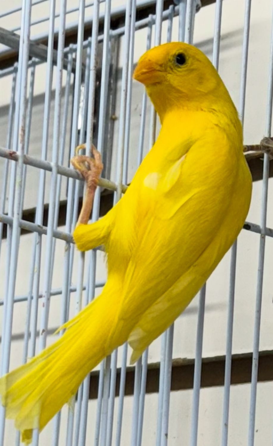 Saffron All Yellow