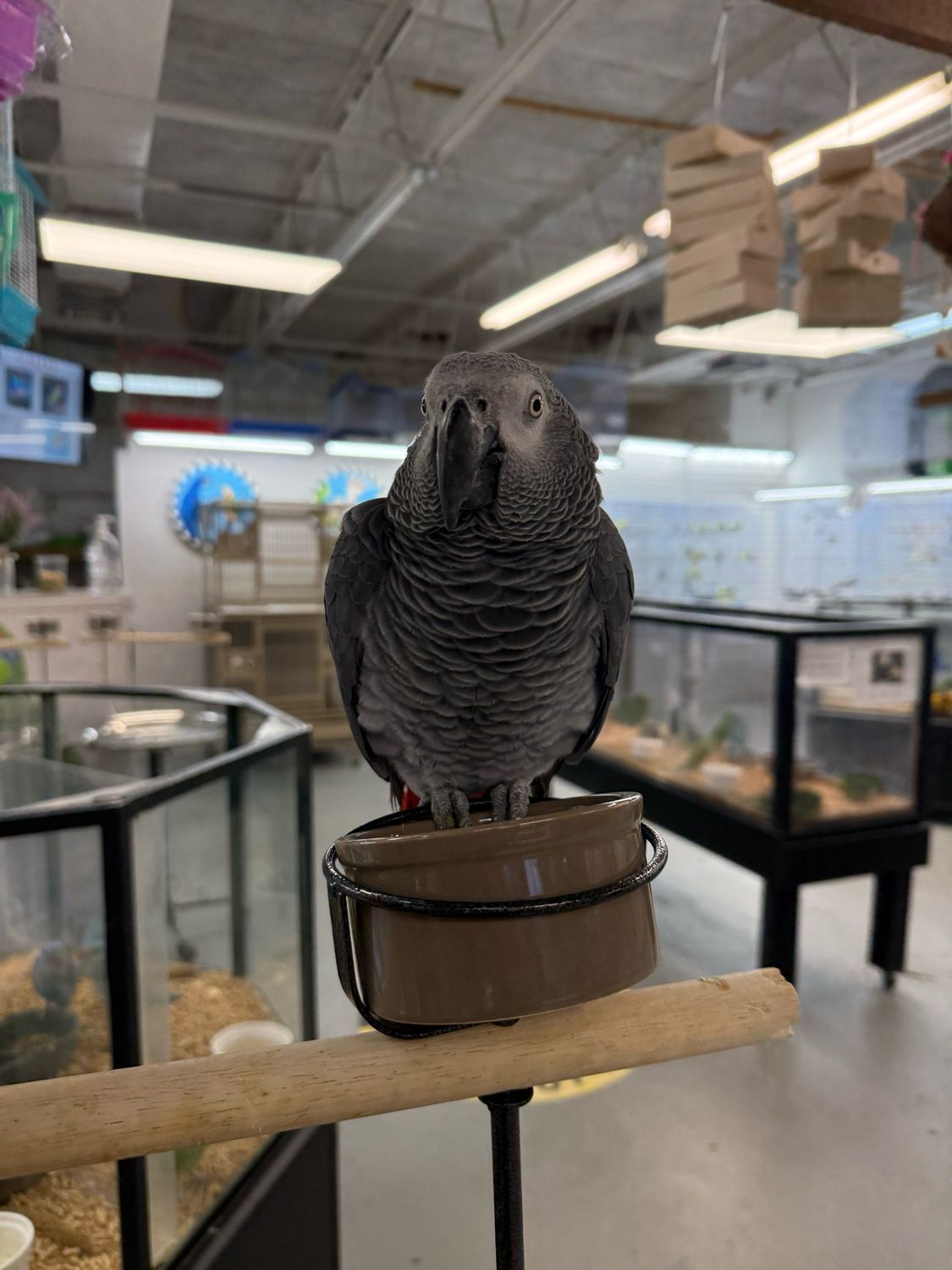 African Gray