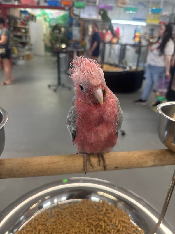 Cockatoo Galah /Rose breasted