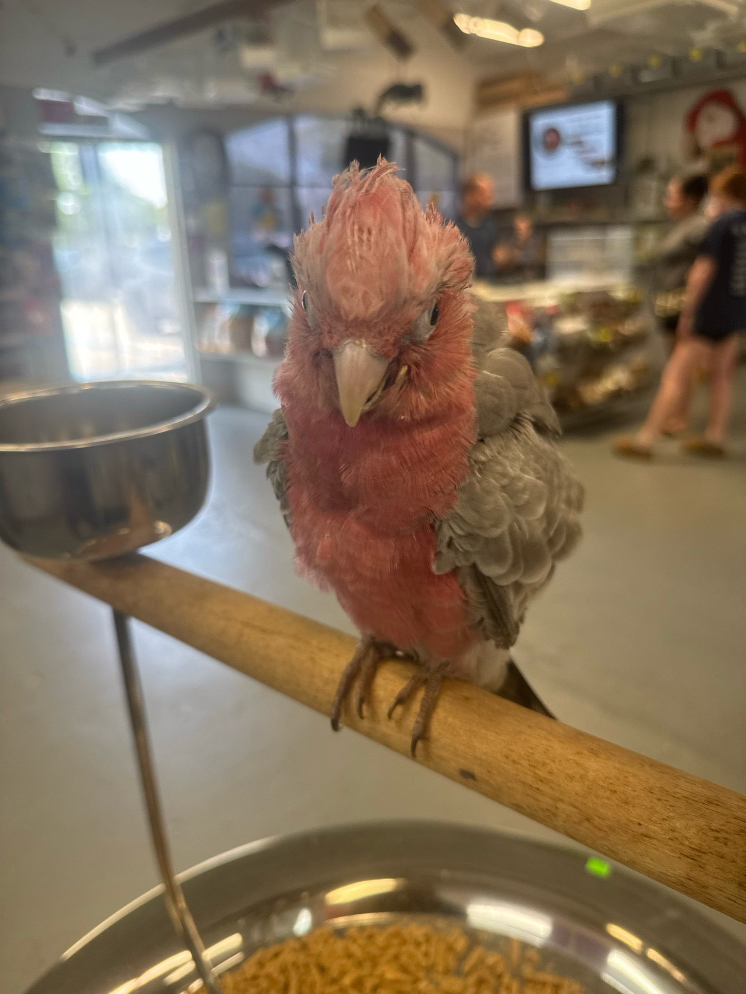Cockatoo Galah /Rose breasted